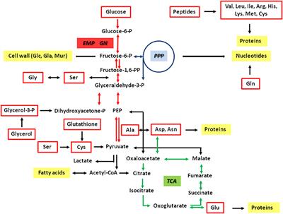 Differential Substrate Usage and Metabolic Fluxes in Francisella tularensis Subspecies holarctica and Francisella novicida